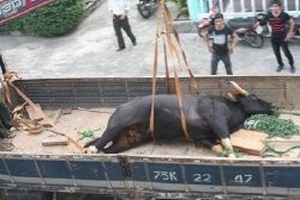 Đã xác định nguồn gốc bò tót “đại náo” sân bay