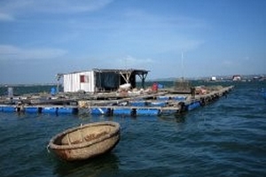 Ninh Thuận: 6 năm chưa di dời xong lồng nuôi tôm hùm