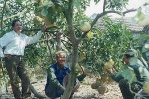 "Cánh đồng trăm triệu" của người thương binh già