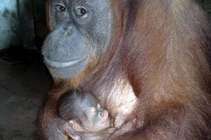 Đười ươi Sumatra sinh con ở Đầm Sen