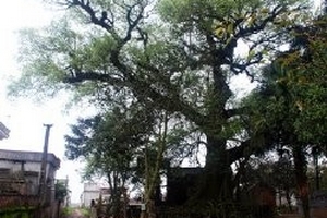 Huyền bí đại thụ 600 tuổi: Chuyện lạ về “cụ” cây quý hiếm