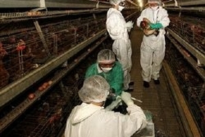Dịch cúm gia cầm hoành hành dữ dội