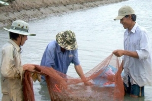 Tôm ngoại ép tôm nội