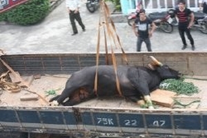 Bò tót ở sân bay Phú Bài nghi được mua từ Lào