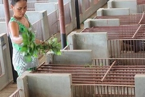 Tiền tỉ trôi theo... nhím