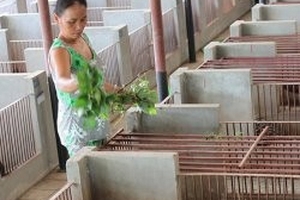 Tiền tỉ trôi theo... nhím!