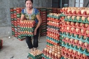 40.000 tá trứng được cấp hạn ngạch nhập khẩu: Lợi bất cập hại?