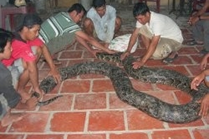 Đưa trăn gấm khổng lồ vô chùa Dơi