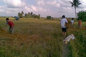 Thất nghiệp, về đâu Hai lúa?