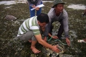 Lách luật để “xẻ thịt” động vật hoang dã