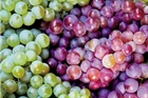 Nho Trung Quốc có dư lượng thuốc BVTV cao gấp 3-5 lần