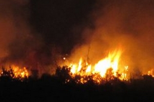 Vì sao rừng Đà Nẵng liên tục bị cháy?