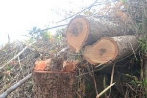 Lập đoàn kiểm tra việc phá rừng phòng hộ