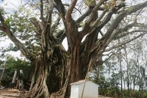 Cây da kỷ lục Việt Nam sắp làm củi?