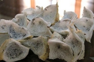 Kiếm hàng chục triệu đồng/tháng từ nuôi yến tại nhà