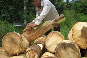 Sóc Trăng: Ồ ạt trồng dừa lấy cổ hũ