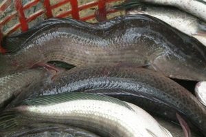 Khổ vì cá lóc bị gù lưng