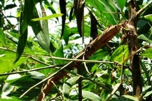 Sóc cắn phá rừng keo lai U Minh Hạ