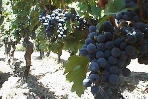 Trái cây Chile xuất khẩu sang Việt Nam tăng mạnh