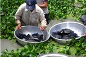 Quảng Bình: Nông dân thoải mái nuôi ba ba