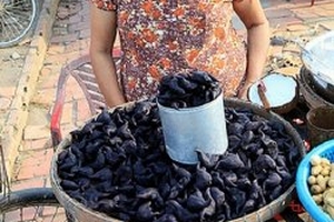 Củ “ấu tàu” cực độc được hô biến thành...thần dược