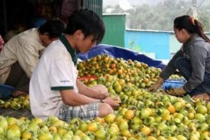 Giá hồng Đà Lạt: Chỉ 1.000 đồng/kg