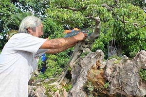 Xôn xao loài lan "lạ" ở Việt Nam được trả giá hàng tỷ đồng