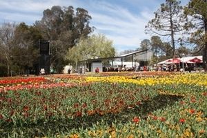 Lễ hội hoa Floriade chào đón mùa Xuân ở Australia