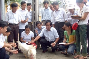 "Sốc" vì nuôi gà siêu tốc - trong 45 ngày đem bán