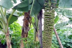 Nghệ An: Buồng chuối dài 2m trổ hơn 200 nải