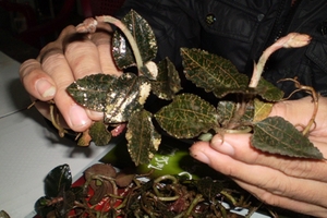 Đổ xô hái Kim Cương bán sang Trung Quốc