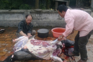 Quản lý giết mổ gia súc, gia cầm: Sẽ công khai cơ sở vi phạm