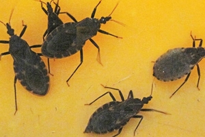 Lại phát hiện bọ xít hút máu tại TP.HCM