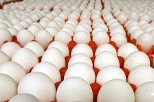 DN Trung Quốc chi phối 50% trứng gà Việt Nam