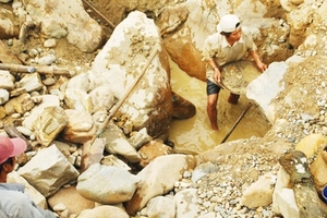 Đào vàng bất chấp nguy hiểm