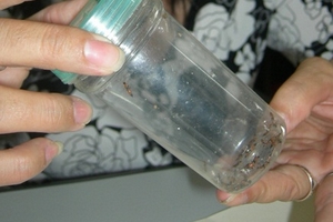 Kiến ba khoang “tấn công” chung cư ở Hà Nội