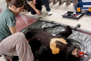 Chưa rõ số phận của 104 cá thể gấu