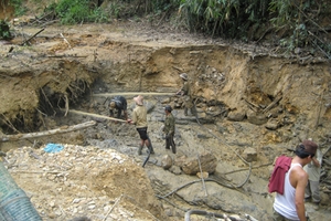 Vàng tặc làm mất lúa, cà phê...