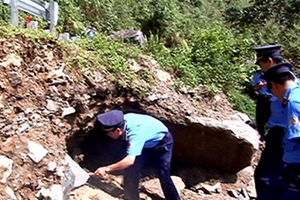 Quảng Ngãi: Ngăn chặn đào đường quốc lộ để tìm gốc cây sưa