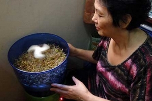 Trồng rau... bằng máy, chưa chắc đã sạch