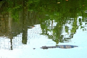 Trăm con cá sấu sổng chuồng, vây trường tiểu học