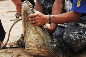 Còn hơn 10 cá sấu "quá nhát" chưa bắt được