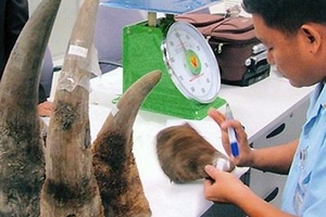 Nuôi tê giác lấy sừng chỉ dân Việt Nam mới bị lừa?