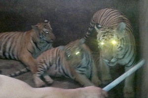 Ngỡ ngàng dân nuôi hổ trong nhà như nuôi lợn