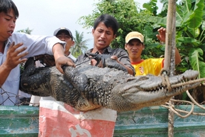 Chưa bắt hết cá sấu, học sinh phải nghỉ học