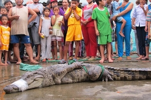Cá sấu còn bị quản lý lỏng lẻo, dân còn lo!