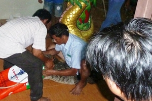 Cá sấu sổng chuồng ở Cà Mau xông cả vào cửa Phật