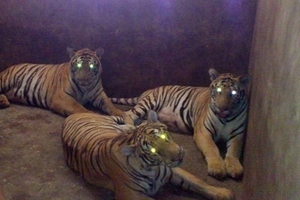 Tiết lộ của người "nuôi hổ như nuôi lợn"