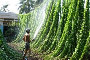 Hái lá sương sâm... ra tiền