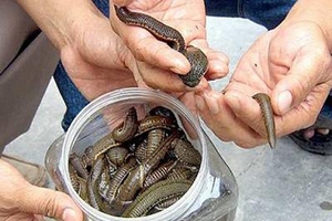 Ồ ạt nhập đỉa: Rất nguy hiểm cho người